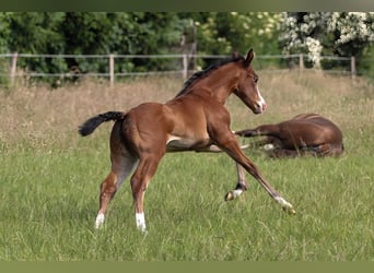 American Quarter Horse, Merrie, 1 Jaar, 150 cm, Bruin