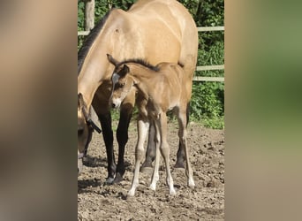 American Quarter Horse, Merrie, 1 Jaar, 150 cm, Bruin