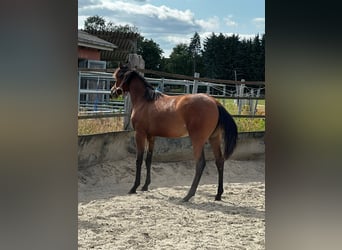 American Quarter Horse, Merrie, 1 Jaar, 150 cm, Bruin