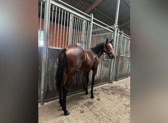 American Quarter Horse, Merrie, 1 Jaar, 150 cm, Bruin