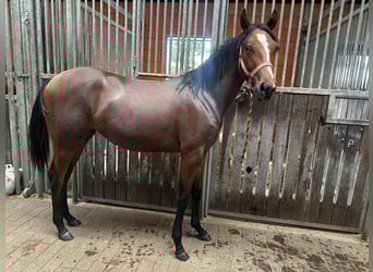 American Quarter Horse, Merrie, 1 Jaar, 150 cm, Bruin