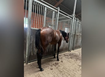 American Quarter Horse, Merrie, 1 Jaar, 150 cm, Bruin