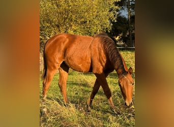American Quarter Horse, Merrie, 1 Jaar, 150 cm, Bruin