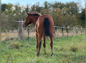 American Quarter Horse, Merrie, 1 Jaar, 150 cm, Bruin