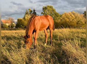 American Quarter Horse, Merrie, 1 Jaar, 150 cm, Bruin