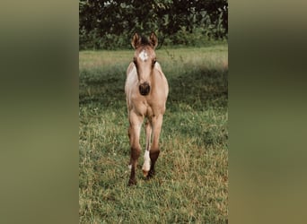American Quarter Horse Mix, Merrie, 1 Jaar, 150 cm, Buckskin