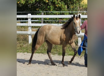 American Quarter Horse, Merrie, 1 Jaar, 150 cm, Buckskin