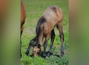 American Quarter Horse, Merrie, 1 Jaar, 150 cm, Buckskin