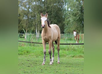 American Quarter Horse, Merrie, 1 Jaar, 150 cm, Buckskin