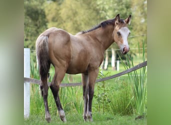 American Quarter Horse, Merrie, 1 Jaar, 150 cm, Buckskin