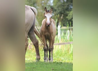 American Quarter Horse, Merrie, 1 Jaar, 150 cm, Buckskin