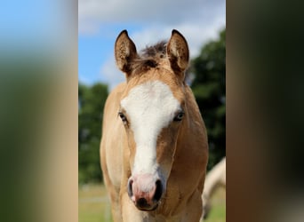 American Quarter Horse, Merrie, 1 Jaar, 150 cm, Buckskin