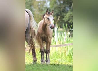 American Quarter Horse, Merrie, 1 Jaar, 150 cm, Buckskin