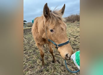 American Quarter Horse, Merrie, 1 Jaar, 150 cm, Champagne