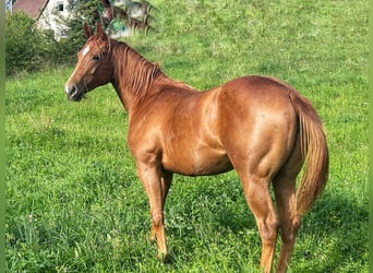 American Quarter Horse, Merrie, 1 Jaar, 150 cm, Donkere-vos