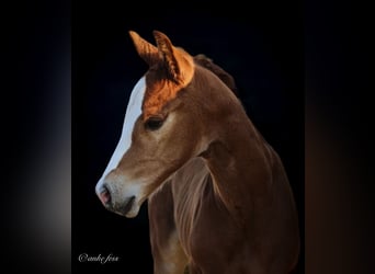 American Quarter Horse, Merrie, 1 Jaar, 150 cm, Grullo