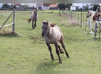 American Quarter Horse, Merrie, 1 Jaar, 150 cm, Grullo