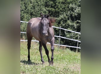 American Quarter Horse, Merrie, 1 Jaar, 150 cm, kan schimmel zijn