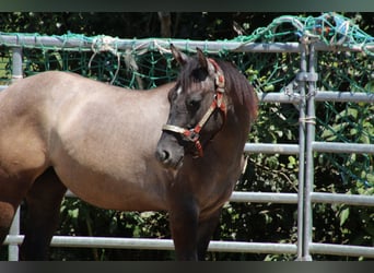 American Quarter Horse, Merrie, 1 Jaar, 150 cm, kan schimmel zijn