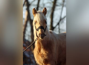 American Quarter Horse, Merrie, 1 Jaar, 150 cm, Palomino