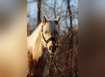 American Quarter Horse, Merrie, 1 Jaar, 150 cm, Palomino