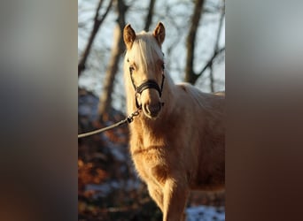 American Quarter Horse, Merrie, 1 Jaar, 150 cm, Palomino