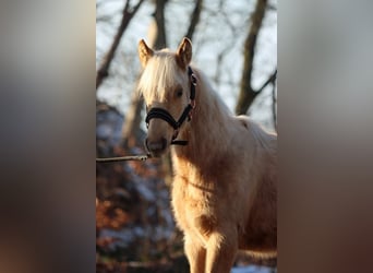 American Quarter Horse, Merrie, 1 Jaar, 150 cm, Palomino