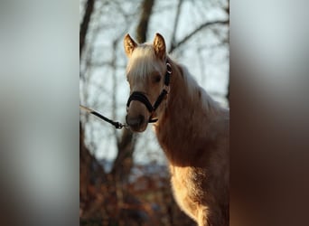 American Quarter Horse, Merrie, 1 Jaar, 150 cm, Palomino