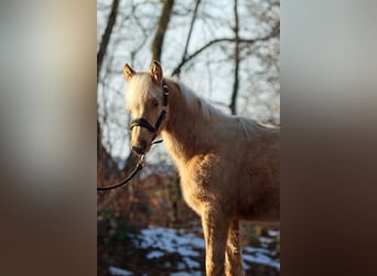 American Quarter Horse, Merrie, 1 Jaar, 150 cm, Palomino