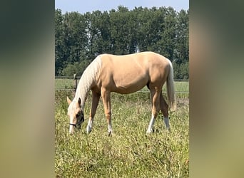 American Quarter Horse, Merrie, 1 Jaar, 150 cm, Palomino