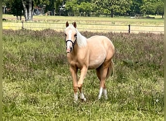 American Quarter Horse, Merrie, 1 Jaar, 150 cm, Palomino