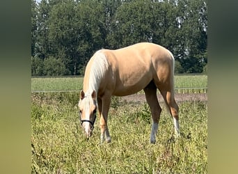 American Quarter Horse, Merrie, 1 Jaar, 150 cm, Palomino