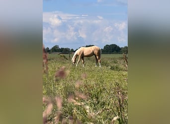 American Quarter Horse, Merrie, 1 Jaar, 150 cm, Palomino