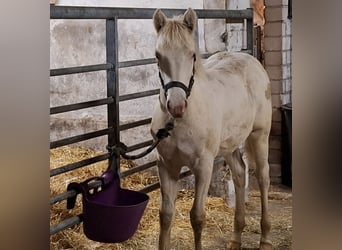 American Quarter Horse Mix, Merrie, 1 Jaar, 150 cm, Perlino