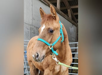 American Quarter Horse, Merrie, 1 Jaar, 150 cm, Red Dun