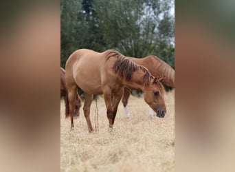 American Quarter Horse, Merrie, 1 Jaar, 150 cm, Red Dun