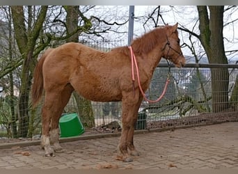 American Quarter Horse, Merrie, 1 Jaar, 150 cm, Red Dun