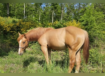 American Quarter Horse, Merrie, 1 Jaar, 150 cm, Red Dun