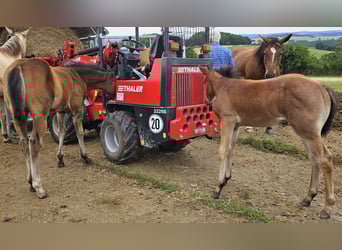 American Quarter Horse, Merrie, 1 Jaar, 150 cm, Roan-Bay