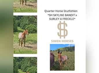 American Quarter Horse, Merrie, 1 Jaar, 150 cm, Roan-Red