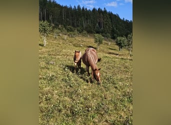 American Quarter Horse, Merrie, 1 Jaar, 150 cm, Roan-Red