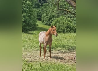 American Quarter Horse, Merrie, 1 Jaar, 150 cm, Roan-Red
