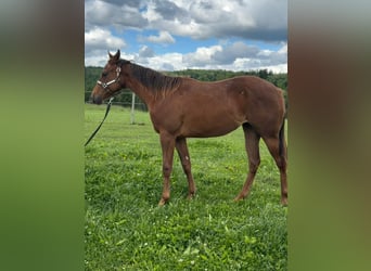 American Quarter Horse, Merrie, 1 Jaar, 150 cm, Vos