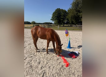 American Quarter Horse, Merrie, 1 Jaar, 150 cm, Vos