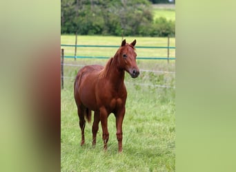 American Quarter Horse, Merrie, 1 Jaar, 150 cm, Vos