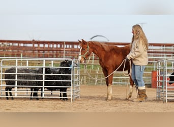 American Quarter Horse, Merrie, 1 Jaar, 150 cm, Vos