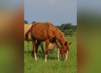 American Quarter Horse, Merrie, 1 Jaar, 150 cm, Vos