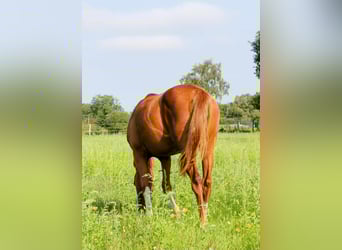 American Quarter Horse, Merrie, 1 Jaar, 150 cm, Vos