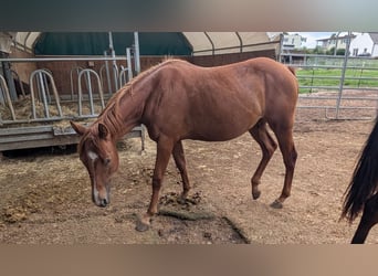 American Quarter Horse, Merrie, 1 Jaar, 150 cm, Vos