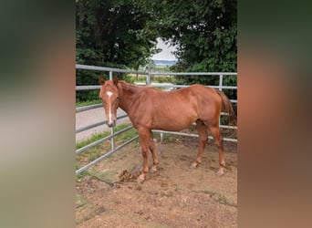 American Quarter Horse, Merrie, 1 Jaar, 150 cm, Vos